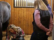 Inhand Equine Therapy - Inhand-services-1