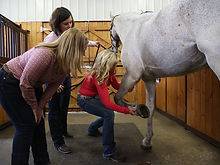 Inhand Equine Therapy - Inhand-services-2