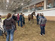Inhand Equine Therapy - Inhand-services-3