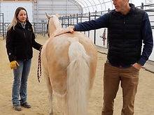 Inhand Equine Therapy - Inhand-services-6