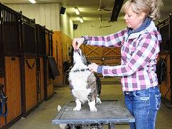 Inhand Equine Therapy - k9 service img-1