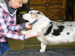 Inhand Equine Therapy - k9 service img-6