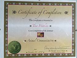 Inhand Equine Therapy - tina certificate (5)