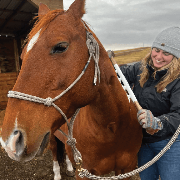 Equine Massage Therapy
